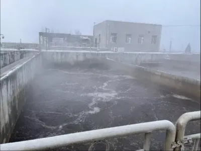 Benzol-abbauende Bakterien